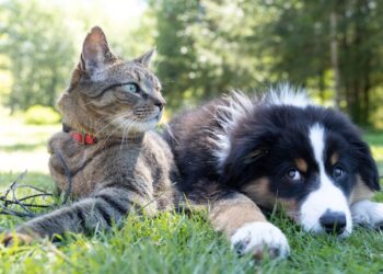 a dog and a cat laying in the grass | cats getting sick from dogs | Understanding the potential health risks of interspecies interactions between cats and dogs is vital for pet owners. Explore what illnesses and parasites can be shared, and learn how to keep your furry companions safe. | Can Cats Catch Illnesses from Dogs? Exploring the Risks
