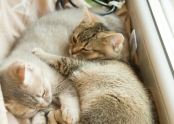 How to Tell If Your Cat Is Ready for a New Sibling | introducing new cat to household