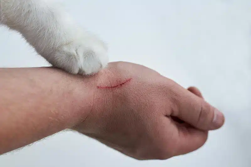 cat scratch disease in cats | Exploring the Infrequent Occurrence of Cat Scratch Disease in Felines: Key Insights on Symptoms, Transmission, and Prevention for Pet Owners to Keep Their Cats Healthy and Safe. | Understanding the Rarity of Cat Scratch Disease in Cats