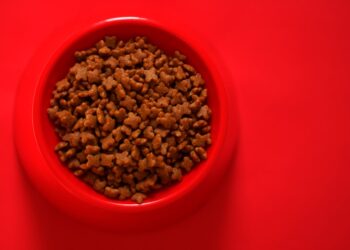 a bowl of cereal | reliable resources for cat health issues | Discover the top 9 reliable online resources for researching cat health issues, empowering you to understand potential risks, preventive measures, and treatment options for your beloved feline friend. | Essential Resources for Researching Cat Health Issues Online