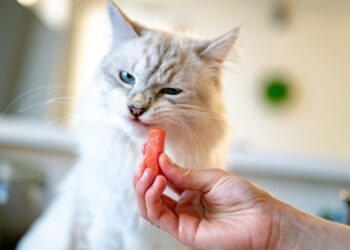 person holding orange tabby kitten Feeding Cats Watermelon: Safe Tips for a Healthy Treat