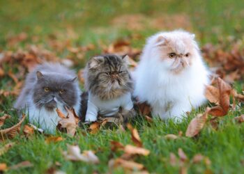 a group of kittens in the grass | benefits of multiple cat ownership | The Benefits of Owning Multiple Cats: Enhance Your Home with Feline Companionship and Happiness | The Benefits of Owning Multiple Cats for a Happier Home