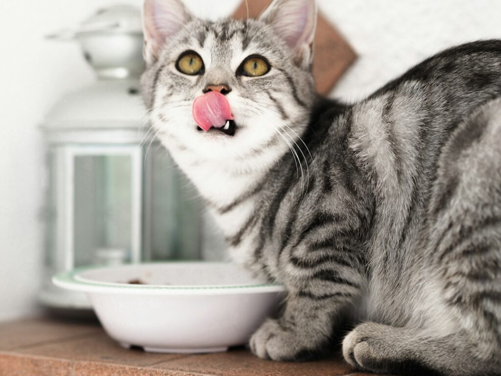 silver tabby cat in white ceramic bowl - Protect Your Pets and Yourself: Pet Food Recall Potential Health Risk to Humans and Animals