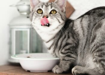 silver tabby cat in white ceramic bowl - Protect Your Pets and Yourself: Pet Food Recall Potential Health Risk to Humans and Animals