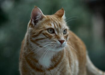 a cat looking at the camera | sudden illnesses in senior cats | Learn why senior cats may suddenly fall ill, the importance of recognizing warning signs, and essential preventive care to keep your beloved feline healthy and thriving during their golden years. | Understanding Sudden Illnesses in Healthy Senior Cats