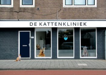 De Kattenklniek store beside orange and white cat at daytime