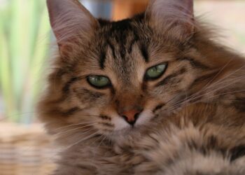 a close up of a cat with green eyes | reasons to adopt a cat | Discover the top ten reasons why adopting a cat not only saves lives but also enhances your emotional well-being, offers low-maintenance companionship, and supports local shelters in your community. | 10 Compelling Reasons to Adopt a Cat Today