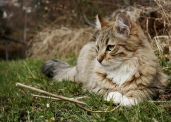 long-coated gray cat | impact of free-roaming cats on wildlife | Explore the complex relationship between free-roaming cats and wildlife, examining their benefits for pest control, potential ecological impacts, and the responsibilities of pet owners in creating a balanced environment. | Understanding the Impact of Free-Roaming Cats on Wildlife