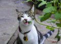 cat favorite foods | What Do Cats Love to Eat the Most? | Discover the top favorite foods that cats crave, including tasty treats, nutritious meals, and essential ingredients for a healthy diet, to keep your feline friend happy and satisfied.