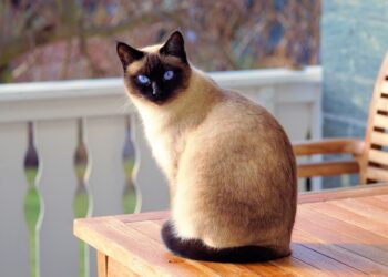 cat, siamese cat, fur | feline flexibility and health | Explore the fascinating anatomy behind feline flexibility, debunk the myth of double-jointed cats, and learn how to keep your furry friend agile and healthy through proper care and nutrition. | Can Cats Be Double-Jointed? Understanding Feline Flexibility