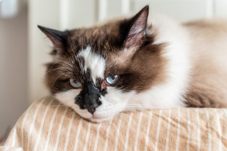 Clavamox for Cats Every Cat Owner Must Know This CatPeek