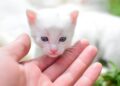 High angle of crop unrecognizable person stroking adorable white kitten with blue eyes in park on sunny day | benefits of owning a cat | Top 10 Reasons You Should Welcome a Cat Home