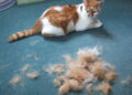 cat shedding seasons explained | A Comprehensive Guide to Cat Shedding: Discover When to Expect Shedding Seasons, Understand the Reasons Behind It, and Learn Effective Tips for Managing Fur Around Your Home While Keeping Your Cat Healthy. | Understanding Cat Shedding Seasons: When to Expect It