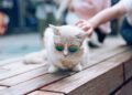 White Cat With Sunglasses and Necklace | how to keep cats cool in summer | Essential Tips to Keep Your Cat Cool This Summer