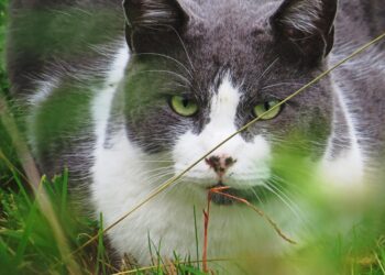 adopting your first Indie cat