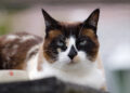 Snowshoe cat lifespan care | Discover the lifespan of Snowshoe cats and learn essential care tips to ensure your feline companion thrives, from diet and grooming to regular checkups and mental stimulation for a happy, long life. | Snowshoe Cat Lifespan: How Long Can They Live?