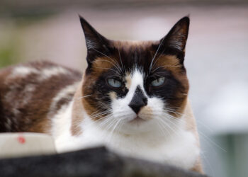 Snowshoe cat lifespan care | Discover the lifespan of Snowshoe cats and learn essential care tips to ensure your feline companion thrives, from diet and grooming to regular checkups and mental stimulation for a happy, long life. | Snowshoe Cat Lifespan: How Long Can They Live?