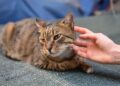 cat skin problems on the neck | Explore common skin issues in cats affecting the neck, from allergies to infections. Learn about key symptoms to watch for and effective treatment options to ensure your feline's health and comfort.