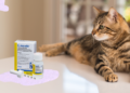 Clavamox for cats dosage and uses | Discover essential insights about Clavamox for cats, including its uses, proper dosing, potential side effects, and best practices for administration to ensure your feline friend's swift recovery and health. | Clavamox for Cats: Essential Information Every Cat Owner Needs
