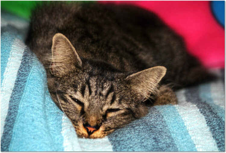 Cancer Treatment For Cats With Osteosarcoma And Fever Reference: Osteosarcoma In Cats Signs Symptoms And Treatments