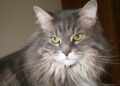 Abyssinian Maine Coon mix traits | Discover the captivating traits, care requirements, and playful personality of the Abyssinian Maine Coon mix, a charming hybrid cat that brings together the best of both beloved breeds for loving companionship. | Abyssinian Maine Coon Mix: Traits, Care, and More