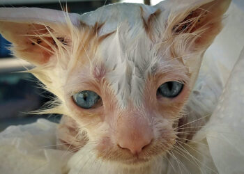 how to bathe a cat safely