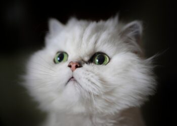 white kitten shallow focus photography | tips for adopting a cat | Essential Tips for Choosing the Perfect Cat to Adopt