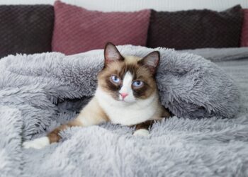 cat adoption myths debunked | Uncover the truth about cat adoption by debunking common myths that discourage potential pet owners. Learn essential facts to help you make informed decisions when adopting your new feline companion. | Debunking Common Cat Adoption Myths for Future Owners