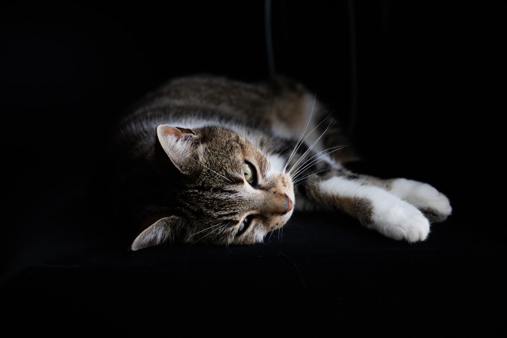 Picture of Separation Anxiety in Cats and How to Help - CatPeek