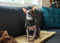 do cats need sweaters | Discover whether cats really need sweaters, the potential risks of dressing them up, and how to keep your feline friend warm and comfortable without compromising their natural instincts. | Do Cats Need Sweaters: Benefits and Risks Explained