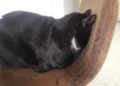 feline leukemia treatment options | Understanding Feline Leukemia: Symptoms, Diagnosis, Treatment Options, and Supportive Care to Help Your Cat Live a Happier Life with This Common Viral Disease.