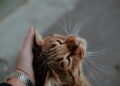 a close up of a person holding a cat | cat head pressing behavior
