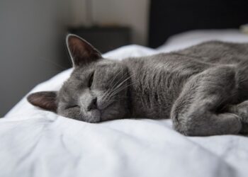 silver tabby cat lying on white textile | osteosarcoma signs and treatment in cats | Understanding osteosarcoma in cats is crucial for pet owners. This blog post explores the signs, symptoms, causes, diagnosis, and treatment options to help improve the quality of life for affected felines. | Osteosarcoma in Cats: Signs, Symptoms, and Treatments