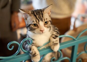 What Do Cats Like to Do for Fun, brown tabby cat on teal metal gate