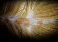 Cat Skin Scabs | Cat Skin Conditions Scabs, Causes, Treatments