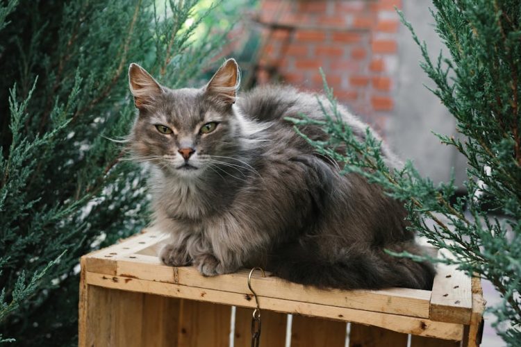 Feline Leukemia And The Final Stages Photo Inspiration