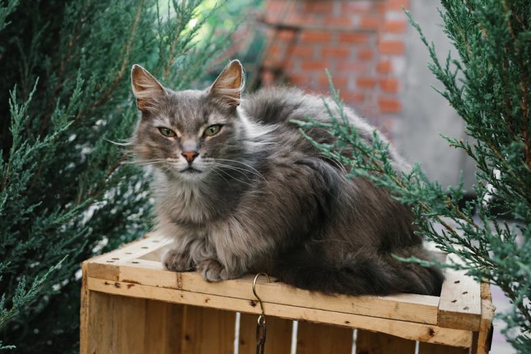 Curated visual reference: Picture Idea: Feline Leukemia And The Final Stages
