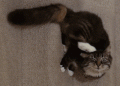 get rid of cat fleas instantly | Discover effective and safe methods to eliminate cat fleas quickly, including top treatments, natural remedies, and preventive measures that ensure your feline friend stays healthy and flea-free all year round.