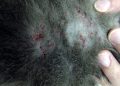 miliary dermatitis in cats | Identifying the triggers of miliary dermatitis in cats, recognizing the key symptoms, and exploring effective treatment options to ensure your feline friend’s comfort and health.