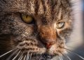 brown tabby cat in close up photography - older cat health problems