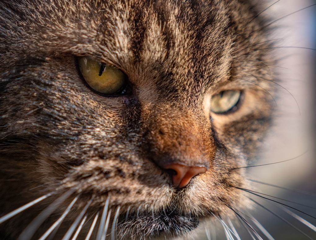 brown tabby cat in close up photography - older cat health problems