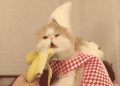 What Do Cats Love to Eat and Drink? A Complete Guide to Feline Favorites