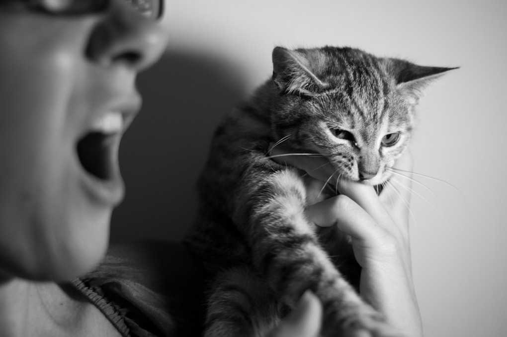 grayscale photography of person holding cat and the cat bit her owner
